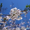 靖国神社の桜満開