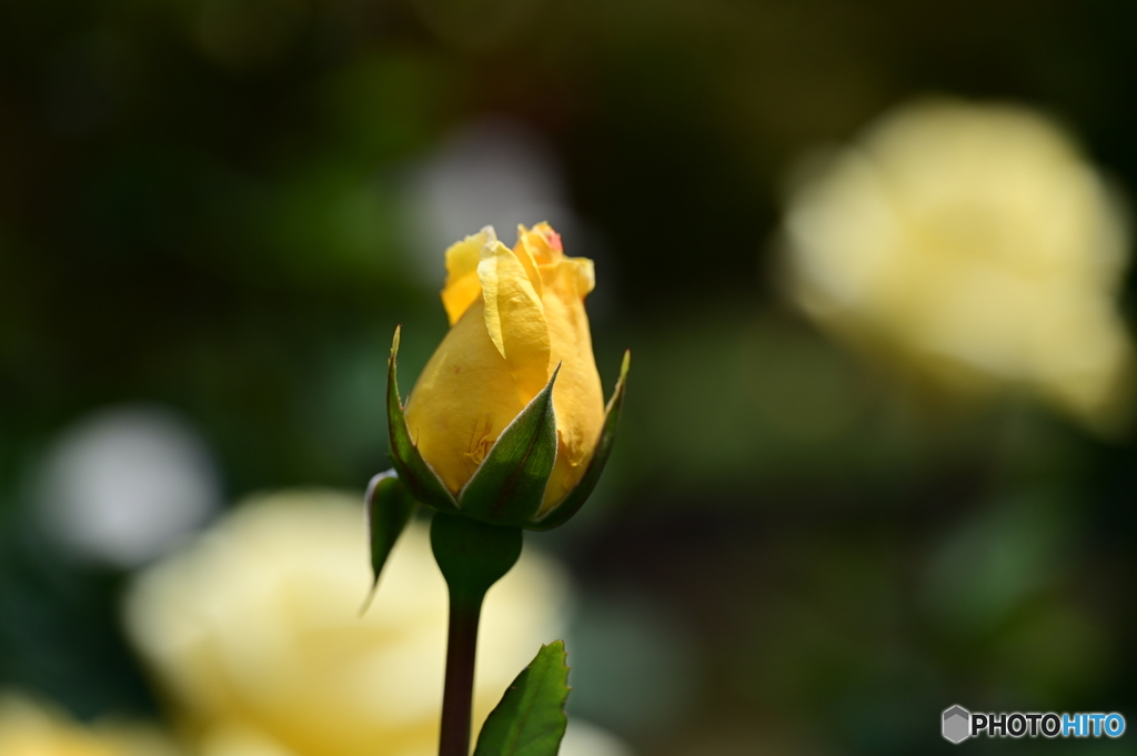薔薇