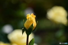 薔薇