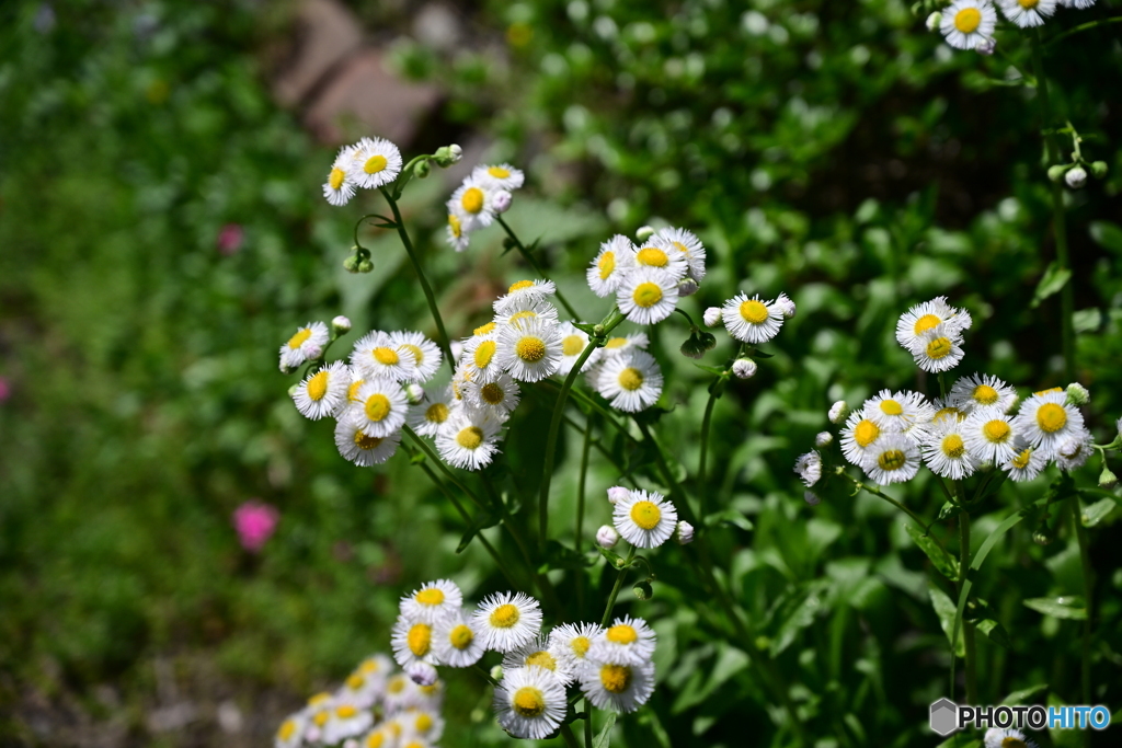 秋川渓谷道端の花