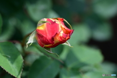 薔薇