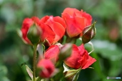 薔薇