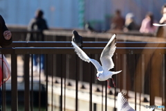 不忍池のユリカモメ餌探し