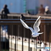 不忍池のユリカモメ餌探し