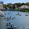 千鳥ヶ淵のボート