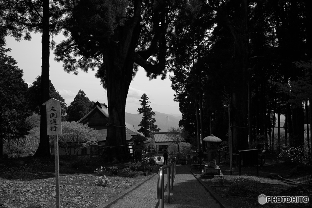 日蓮聖人お手植杉