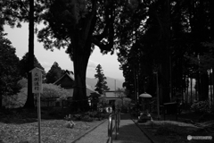 日蓮聖人お手植杉