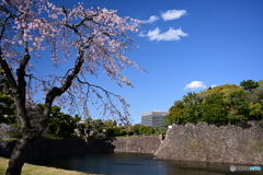 坂下通りの桜と空