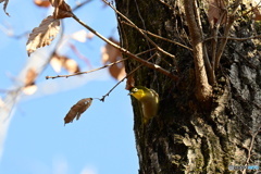 メジロ飛び立つ直前