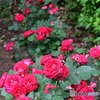 薔薇