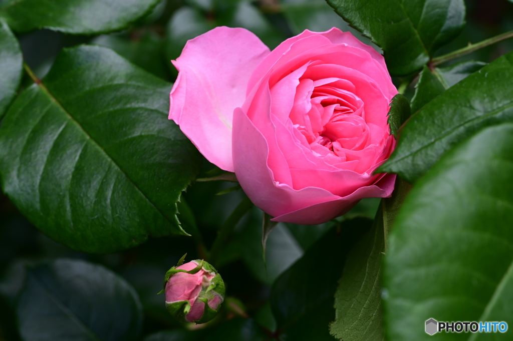薔薇