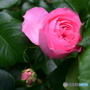 薔薇