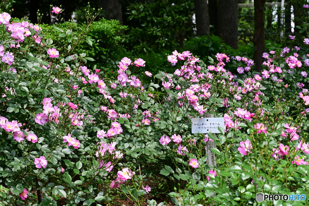 薔薇
