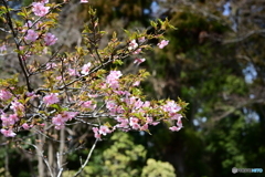 多摩御陵の桜１
