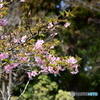 多摩御陵の桜１