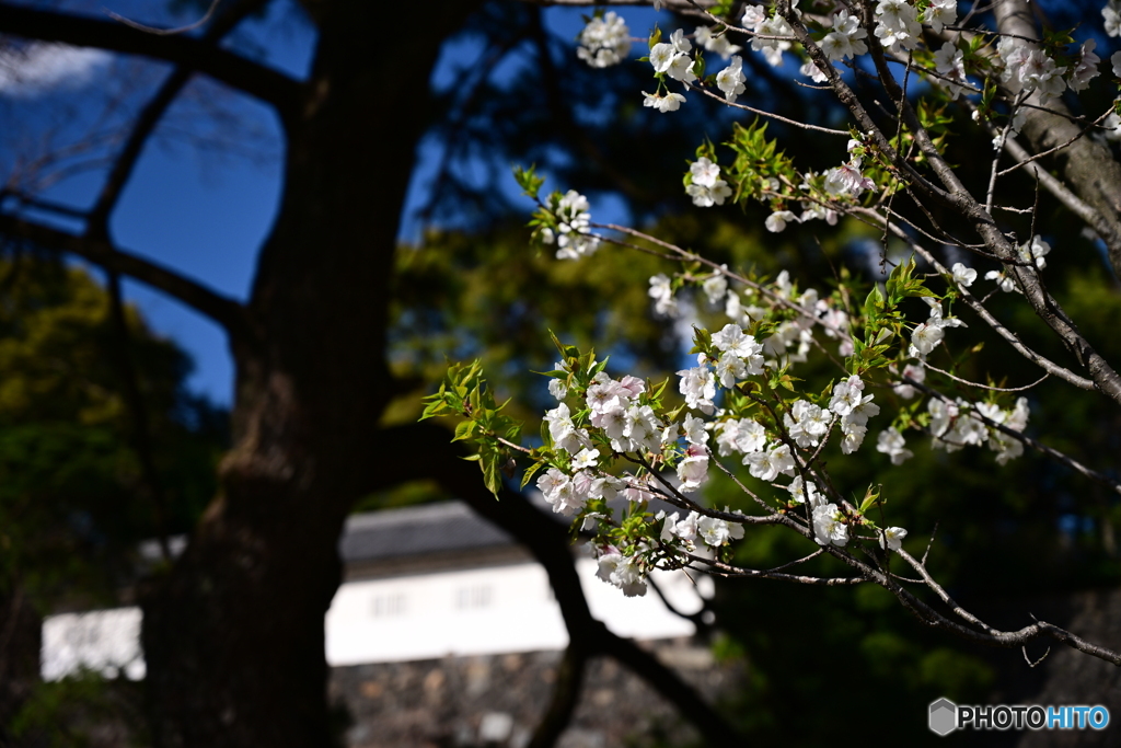 坂下通りの桜