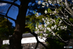 坂下通りの桜