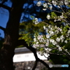 坂下通りの桜
