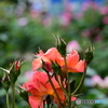 薔薇