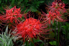 彼岸花（残念ながら鉢植え）