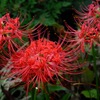 彼岸花（残念ながら鉢植え）