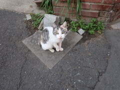 猫_02
