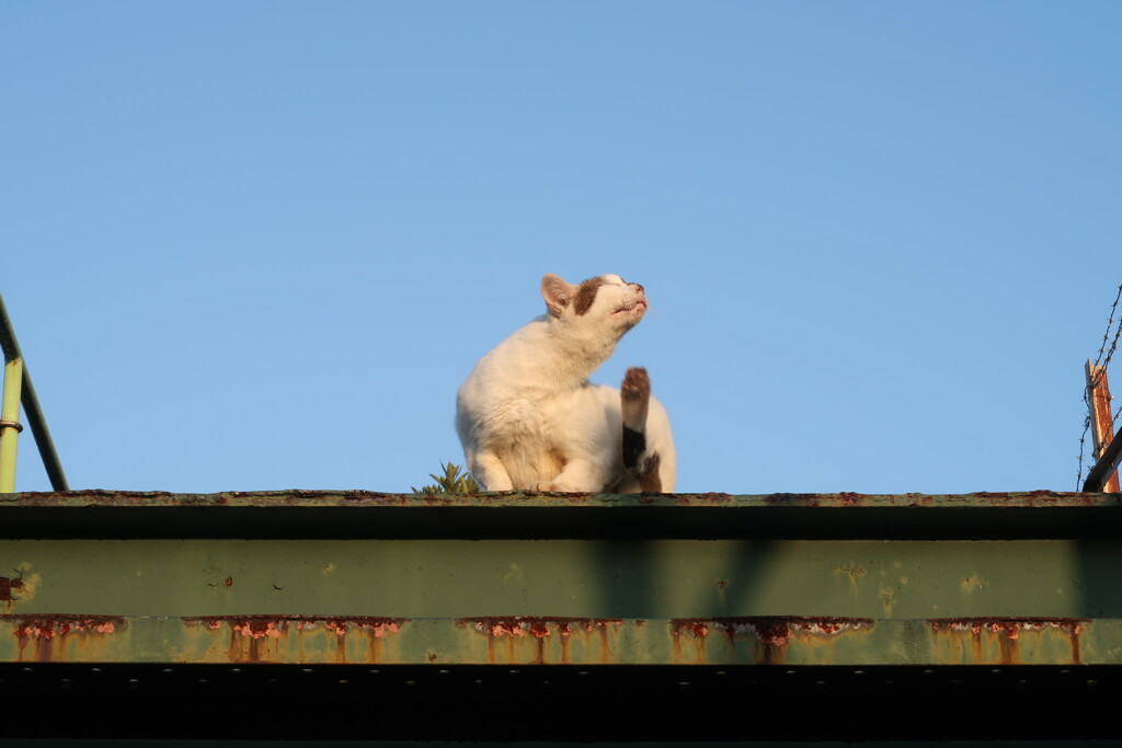 猫_05