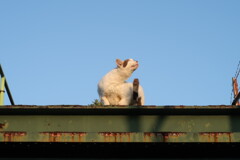 猫_05