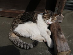 築地市場の猫