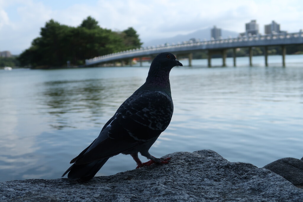 大濠公園_03