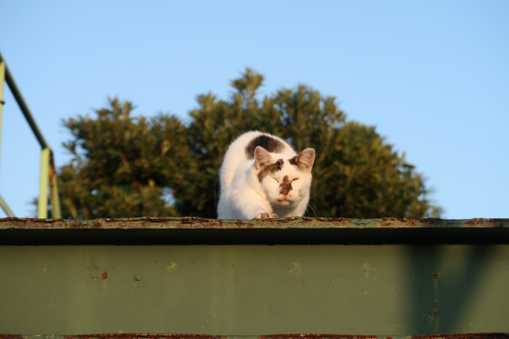 猫_06