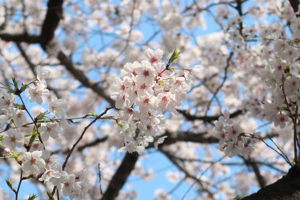 桜_01