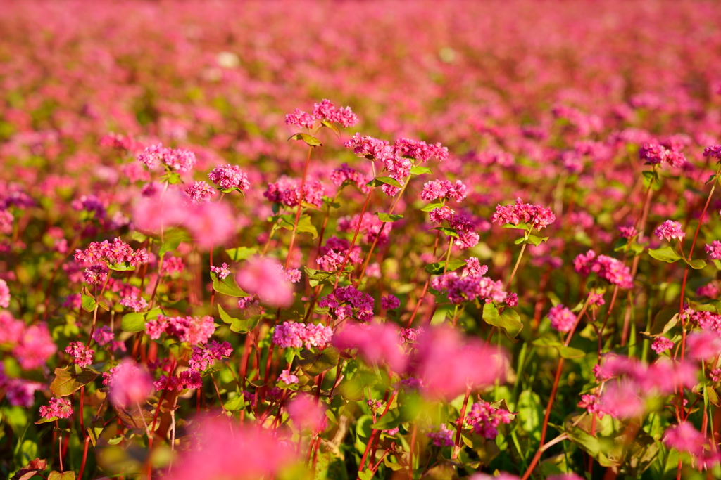山茶花高原_01