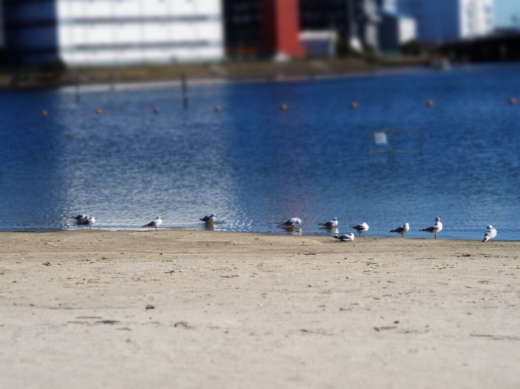 大森ふるさとの浜辺公園_02