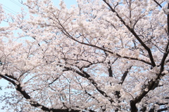 桜_02