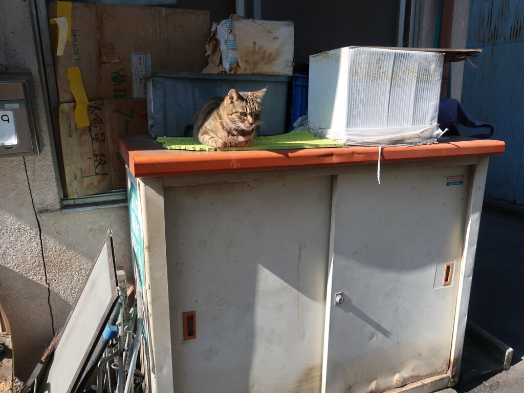 猫_01