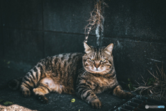 #186 のらねこのこのここしたんたん
