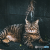#186 のらねこのこのここしたんたん