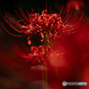 #169 Lycoris radiata!!