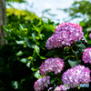#089 早咲きの紫陽花