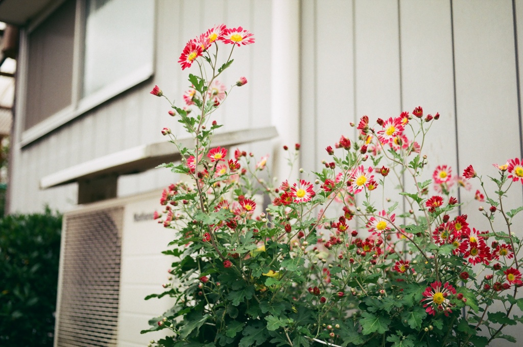 路地裏の花