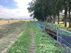 散歩道〜堰沿い