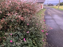朽ちた花