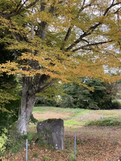 行く秋、木と岩