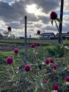 風吹く午後の空と花