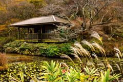 植物園池の辺