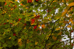 緑の中に隠した紅葉