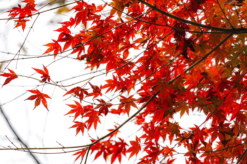 密な紅葉木の一角
