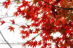 密な紅葉木の一角