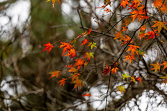 散り紅葉